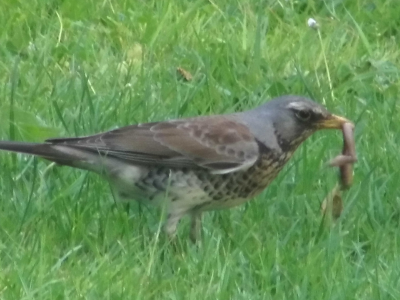 Photo Oiseaux Grive litorne (Turdus pilaris)