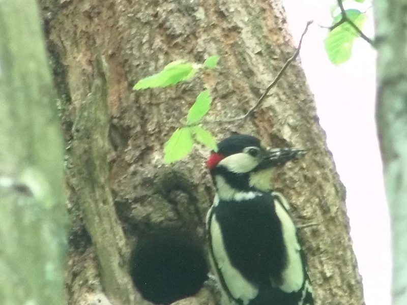 Photo Oiseaux Pic épeiche male (Dendrocopos major)