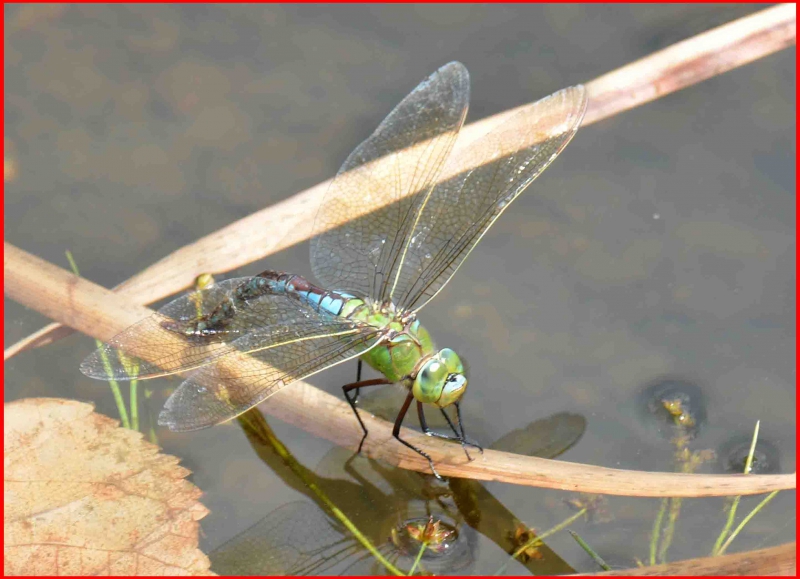 Photo Insectes