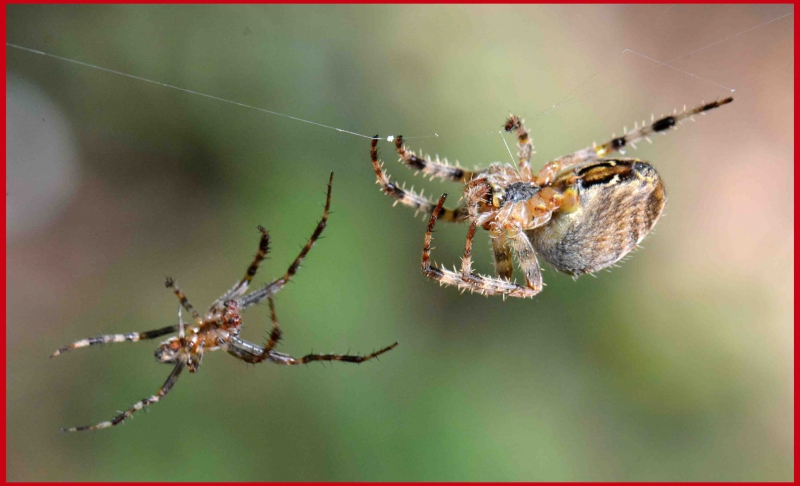 Photo Araignées