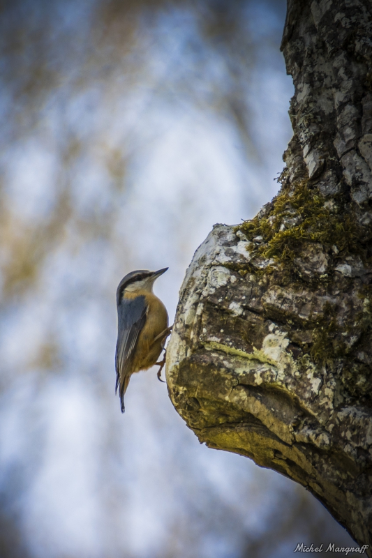 Photo Oiseaux Sittelle torchepot (Sitta europaea)