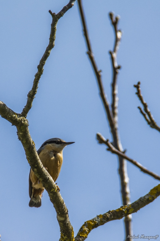 Photo Oiseaux Sittelle torchepot (Sitta europaea)