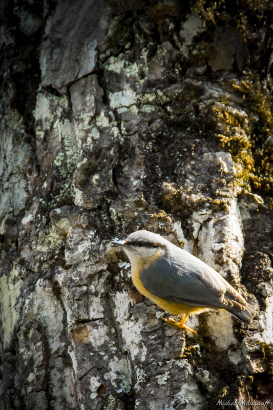 Photo Oiseaux Sittelle torchepot (Sitta europaea)