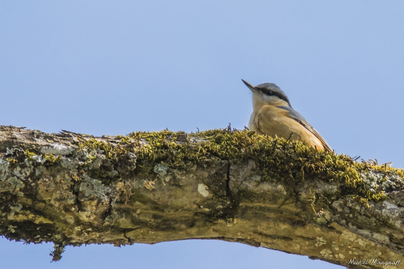 Photo Oiseaux Sittelle torchepot (Sitta europaea)