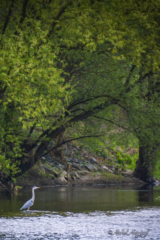 Photo Oiseaux Héron cendré (Ardea cinerea)