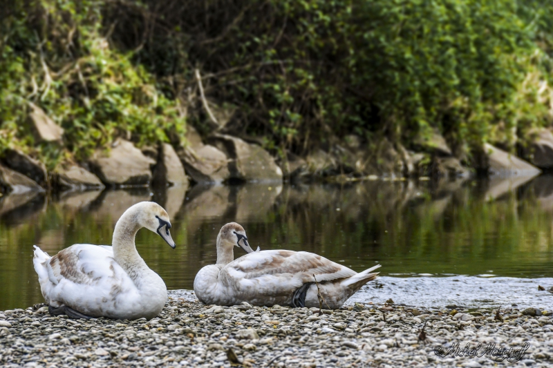 Photo Oiseaux Cygne tuberculé (Cygnus olor)