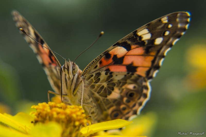 Photo Insectes Belle Dame (Vanessa cardui)