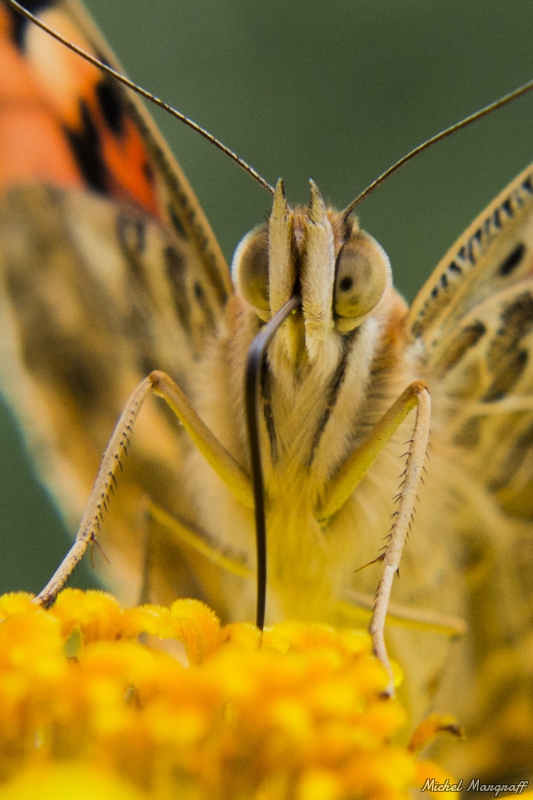 Photo Insectes Belle Dame (Vanessa cardui)