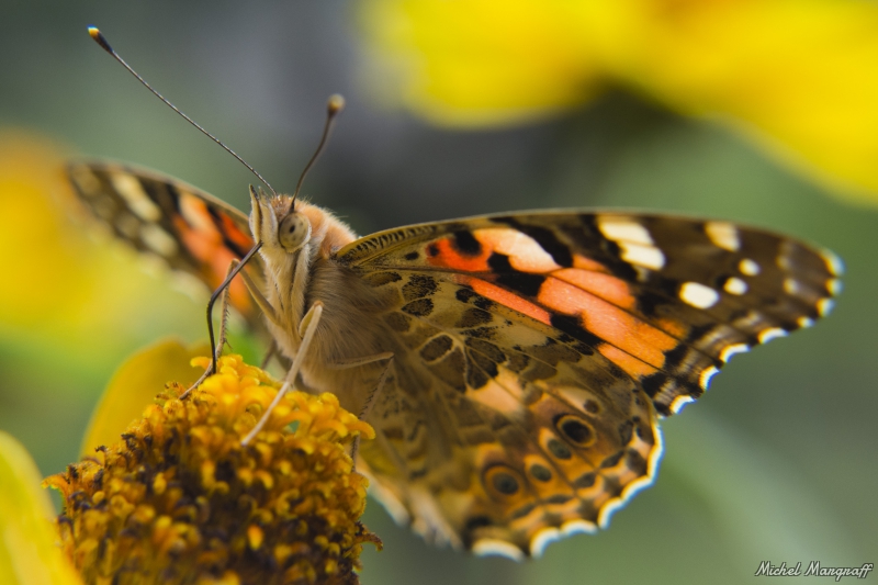 Photo Insectes Belle Dame (Vanessa cardui)