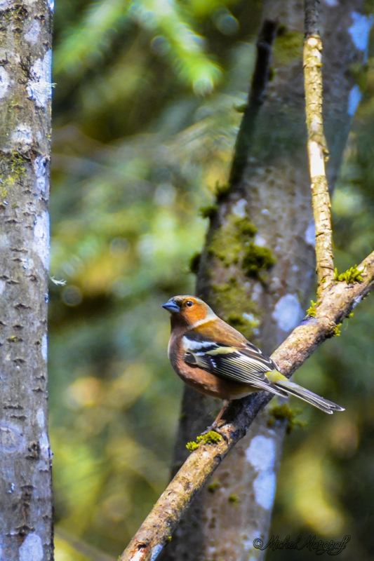 Photo Oiseaux Pinson des arbres (Fringilla coelebs)