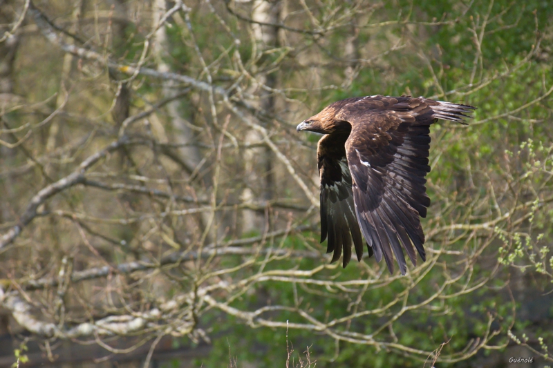 Photo Oiseaux