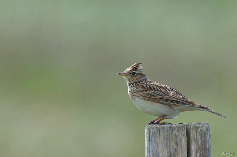 Photo Oiseaux Alouette des champs (Alauda arvensis)