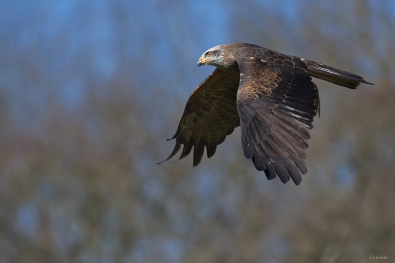 Photo Oiseaux Buse variable (Buteo Buteo)