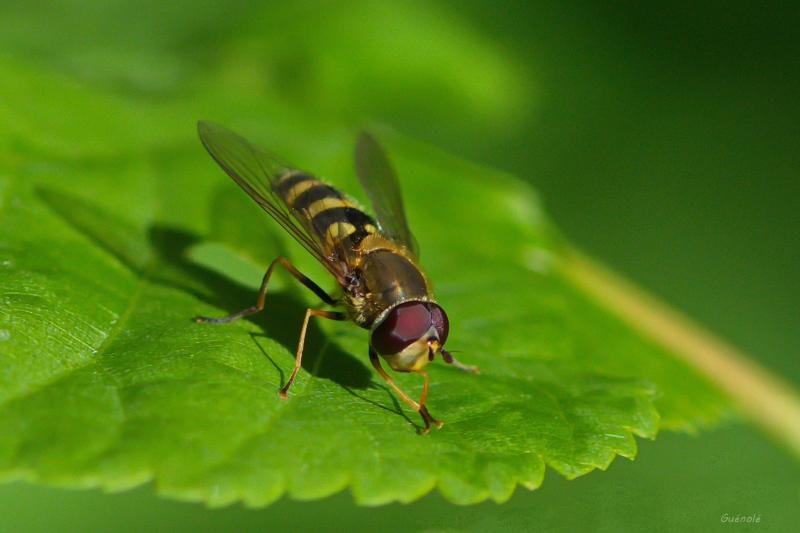 Photo Insectes