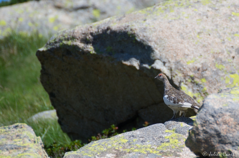 Photo Oiseaux Lagopède alpin