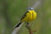 Oiseaux Bergeronette printanière (Motacilla flava)