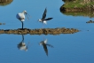 Oiseaux spatule blanche Echasse Blanche (Himantopus himantopus)