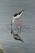 Oiseaux Echasse Blanche (Himantopus himantopus)