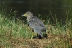 Oiseaux heron bihoreau gris