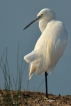 Oiseaux Aigrette garzette (Egretta garzetta)