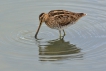 Oiseaux bècassine des marais