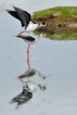 Oiseaux Echasse Blanche (Himantopus himantopus)