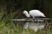 Oiseaux Spatule blanche (Platalea leucorodia)