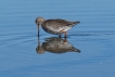 Oiseaux Chevalier gambette (Tringa totanus)