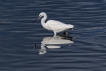 Oiseaux Aigrette garzette (Egretta garzetta)