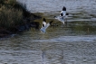 Oiseaux avocette elegante (Recurvirostra avosetta)