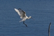 Oiseaux Spatule blanche (Platalea leucorodia)