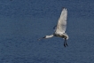 Oiseaux Spatule blanche (Platalea leucorodia)