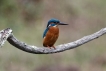 Oiseaux Martin-pêcheur d\'Europe (Alcedo atthis)