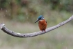 Oiseaux Martin pêcheur d\'Europe (Alcedo atthis)