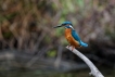 Oiseaux Martin pêcheur d\'Europe (Alcedo atthis)