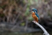 Oiseaux Martin pêcheur d\'Europe (Alcedo atthis)