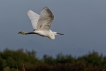 Oiseaux Aigrette garzette (Egretta garzetta)