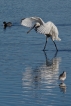 Oiseaux Spatule blanche (Platalea leucorodia)