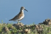 Oiseaux Bécasseau variable (Calidris alpina)