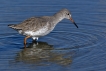 Oiseaux Chevalier gambette (Tringa totanus)