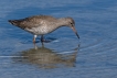 Oiseaux Chevalier gambette (Tringa totanus)