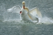 Oiseaux Cygne tuberculé (Cygnus olor)