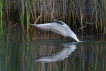 Oiseaux Mouette rieuse (Chroicocephalus ridibundus