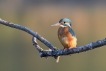 Oiseaux Martin pêcheur d\'Europe (Alcedo atthis)