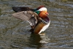 Oiseaux Canard mandarin