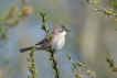 Oiseaux Fauvette grisette