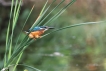 Oiseaux Martin-pêcheur d\'Europe (Alcedo atthis)