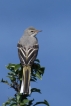 Oiseaux Bergeronnette des ruisseaux (Motacilla cinerea)