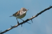 Oiseaux Fauvette grisette