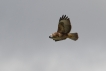 Oiseaux Buse variable (Buteo Buteo)